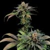 Semillas Feminizadas Blue Widow de Dinafem Seeds