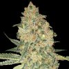 Semillas Feminizadas Bruce Banner de Advanced Seeds