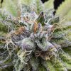 Semillas Feminizadas Bubba Kush de Dinafem Seeds