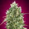 Semillas Feminizadas Bubble Gum CBD de 00 Seeds