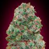 Semillas Feminizadas Bubble Gum de 00 Seeds