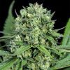 Semillas Feminizadas Cheese CBD de Dinafem Seeds
