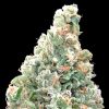 Semillas Feminizadas Cherry Pie Fast de Advanced Seeds
