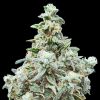Semillas Feminizadas Cherry Pie de Advanced Seeds