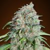 Semillas Feminizadas Chocolate Skunk CBD de 00 Seeds