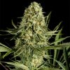 Semillas Feminizadas Critical Cheese de Dinafem Seeds