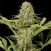 Semillas Feminizadas Critical Jack de Dinafem Seeds