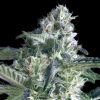Semillas Feminizadas Critical Lemon Fast de Advanced Seeds