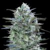 Semillas Feminizadas Critical Lemon de Advanced Seeds