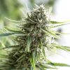 Semillas Feminizadas Critical Mass CBD de Dinafem Seeds