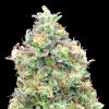 Semillas Feminizadas Critical Mass Fast de Advanced Seeds