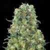 Semillas Feminizadas Critical Mass de Advanced Seeds