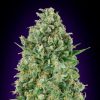 Semillas Feminizadas Critical Poison de 00 Seeds