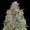 Semillas Feminizadas Critical Purple Kush de Advanced Seeds