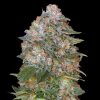Semillas Feminizadas Critical Soma de Advanced Seeds
