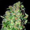 Semillas Feminizadas Critical de Advanced Seeds