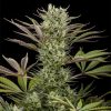 Semillas Feminizadas Deep Cheese de Dinafem Seeds