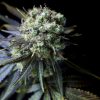 Semillas Feminizadas Dinamed CBD de Dinafem Seeds