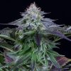 Semillas Feminizadas Dinamed Kush CBD Auto de Dinafem Seeds
