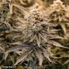 Semillas Feminizadas Dutch Orange Bud 2.0