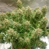 Semillas Feminizadas Dutch Passion Auto Banana Blaze