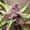 Semillas Feminizadas Dutch Passion Auto Blackberry Kush