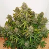 Semillas Feminizadas Dutch Passion Auto Brooklyn Sunrise