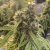 Semillas Feminizadas Dutch Passion Auto CBD-Victory