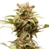 Semillas Feminizadas Dutch Passion Auto CBG-Force