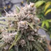 Semillas Feminizadas Dutch Passion Auto Cinderella Jack