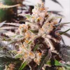 Semillas Feminizadas Dutch Passion Auto Colorado Cookies