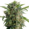 Semillas Feminizadas Dutch Passion Auto Daiquiri Lime