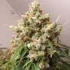 Semillas Feminizadas Dutch Passion Auto Euforia