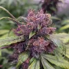 Semillas Feminizadas Dutch Passion Auto Forbidden Cherry