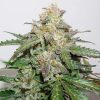 Semillas Feminizadas Dutch Passion Auto Glueberry O.G.