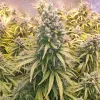 Semillas Feminizadas Dutch Passion Auto Lemon Kix