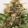 Semillas Feminizadas Dutch Passion Auto MAC #1