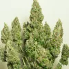 Semillas Feminizadas Dutch Passion Auto Mazar