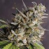 Semillas Feminizadas Dutch Passion Auto Melonade Runtz