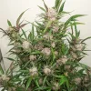 Semillas Feminizadas Dutch Passion Auto Mimosa Punch