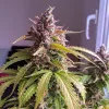 Semillas Feminizadas Dutch Passion Auto Oh My Gusher