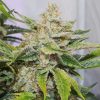 Semillas Feminizadas Dutch Passion Auto Skywalker Haze