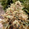 Semillas Feminizadas Dutch Passion Auto White Widow