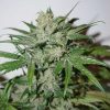 Semillas Feminizadas Dutch Passion Auto Xtreme Haze