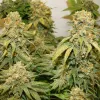 Semillas Feminizadas Dutch Passion Banana Blaze