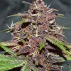 Semillas Feminizadas Dutch Passion CBD Auto Blackberry Kush