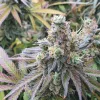 Semillas Feminizadas Dutch Passion CBD Charlotte’s Angel