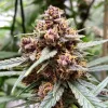 Semillas Feminizadas Dutch Passion Durban Poison