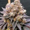 Semillas Feminizadas Dutch Passion GMO Fast