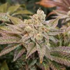 Semillas Feminizadas Dutch Passion Kerosene Krash